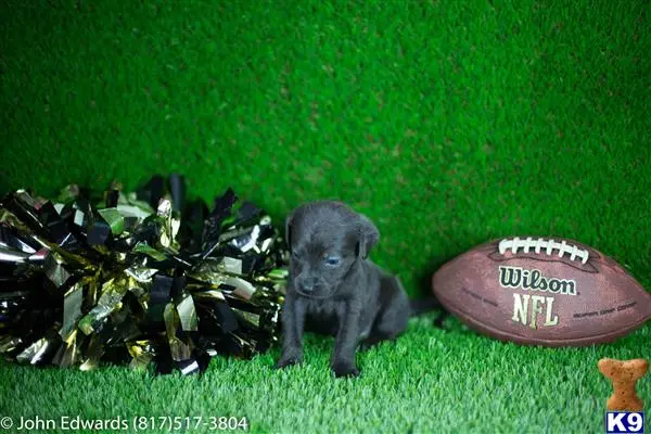 Labrador Retriever puppy for sale