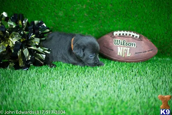 Labrador Retriever puppy for sale