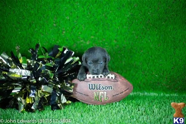 Labrador Retriever puppy for sale