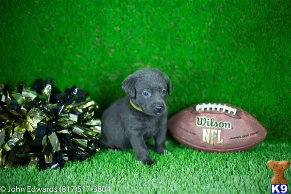 Labrador Retriever puppy for sale