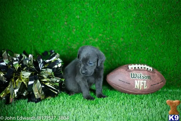 Labrador Retriever puppy for sale