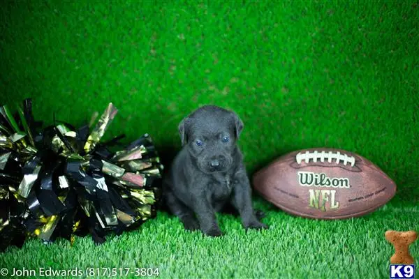 Labrador Retriever puppy for sale