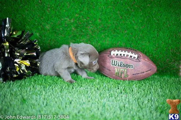 Labrador Retriever puppy for sale