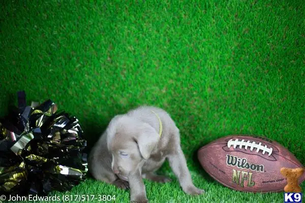 Labrador Retriever puppy for sale