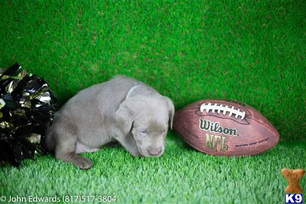 Labrador Retriever puppy for sale