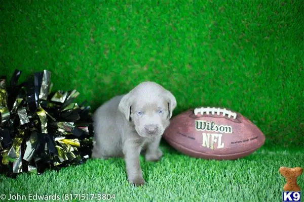 Labrador Retriever puppy for sale