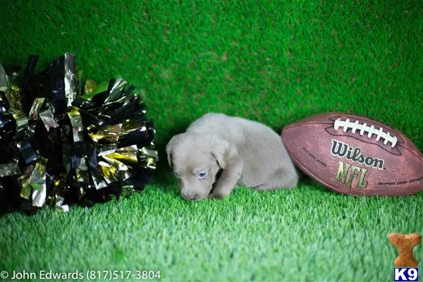 Labrador Retriever puppy for sale