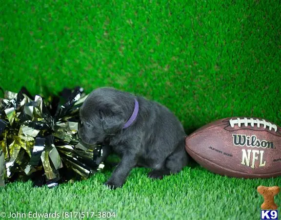 Labrador Retriever puppy for sale