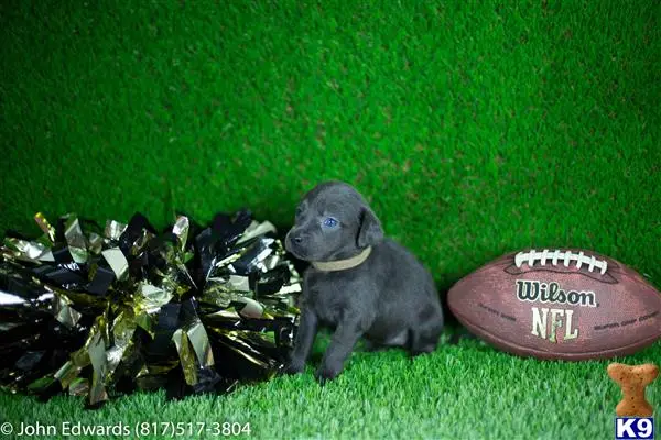 Labrador Retriever puppy for sale