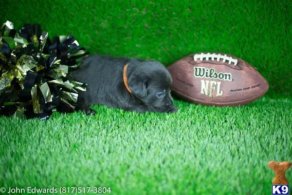 Labrador Retriever puppy for sale