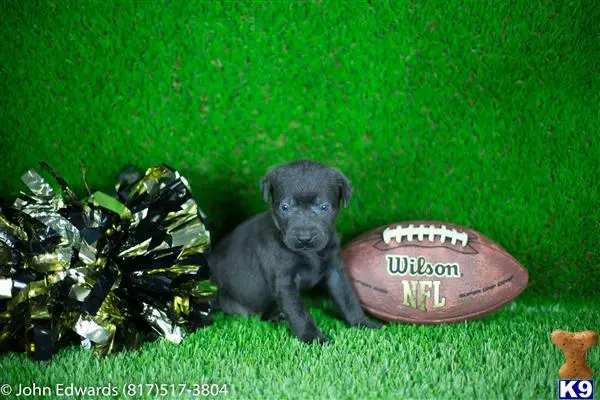 Labrador Retriever puppy for sale