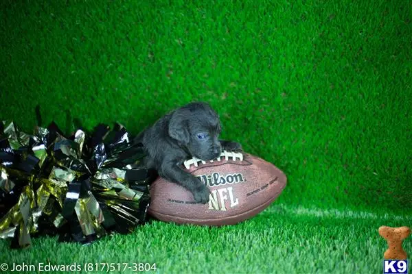 Labrador Retriever puppy for sale