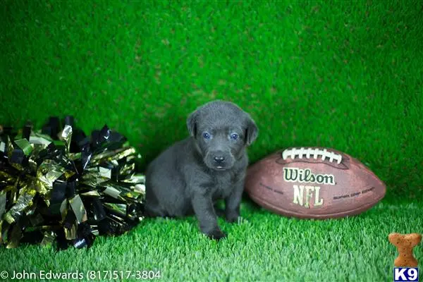 Labrador Retriever puppy for sale