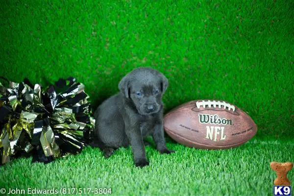 Labrador Retriever puppy for sale