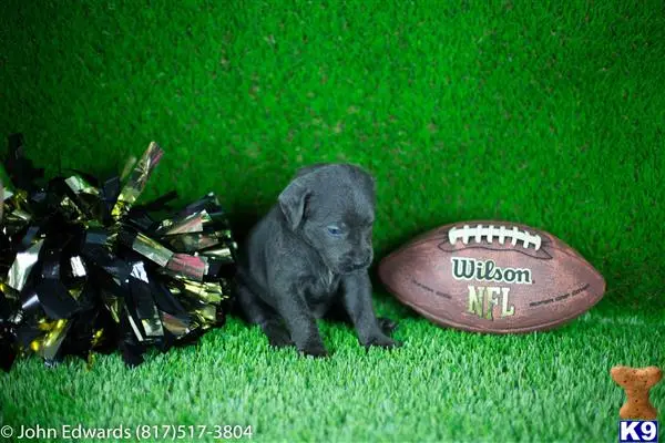 Labrador Retriever puppy for sale