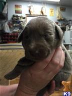 silver lab puppies for sale in il labrador retriever puppies for sale in illinois silver lab puppies for sale in il labrador retriever puppies for sale in illinois