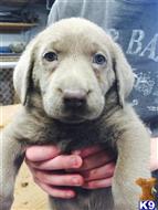 silver lab puppies for sale in il labrador retriever puppies for sale in illinois silver lab puppies for sale in il labrador retriever puppies for sale in illinois