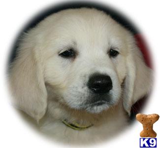 golden retriever lineage golden retriever puppy for sale international world chion lineage outstand 9 golden retriever lineage golden retriever puppy for sale international world chion lineage outstand 9