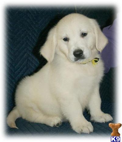 golden retriever lineage golden retriever puppy for sale international world chion lineage 8 golden retriever lineage golden retriever puppy for sale international world chion lineage 8