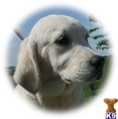 golden retriever lineage golden retriever puppy for sale int ch lineage quality puppy 8 years golden retriever lineage golden retriever puppy for sale int ch lineage quality puppy 8 years