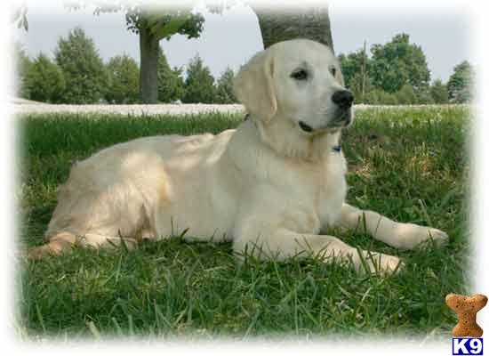 golden retriever lineage golden retriever stud basic housebreaking and crate in place this golden retriever lineage golden retriever stud basic housebreaking and crate in place this
