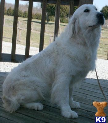golden retriever lineage golden retriever puppy for sale reserve your puppy now european chion lineage 6 golden retriever lineage golden retriever puppy for sale reserve your puppy now european chion lineage 6