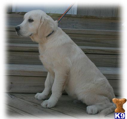 golden retriever lineage golden retriever puppy for sale int ch lineage quality puppy 8 years golden retriever lineage golden retriever puppy for sale int ch lineage quality puppy 8 years