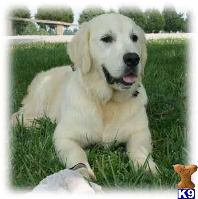 golden retriever lineage golden retriever stud basic housebreaking and crate in place this golden retriever lineage golden retriever stud basic housebreaking and crate in place this