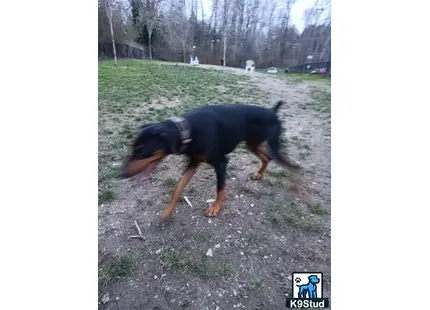 a doberman pinscher dog standing on a dirt path