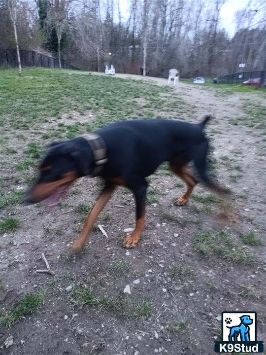 a doberman pinscher dog standing on a dirt path