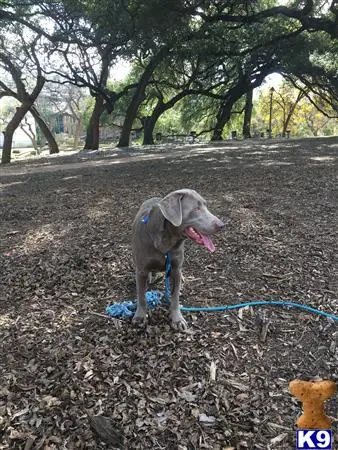 Labrador Retriever stud dog