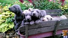 weimaraner puppy posted by silversun82