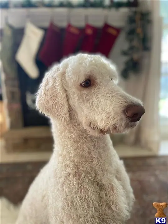 Goldendoodles stud dog