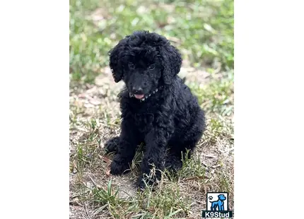 Goldendoodles