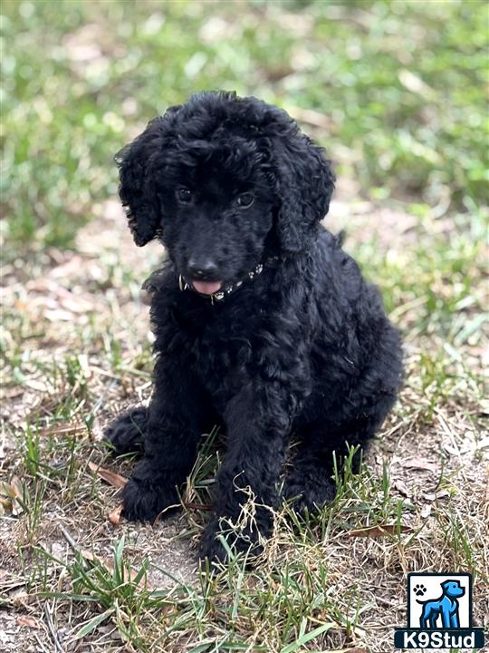 a black goldendoodles dog sitting on the ground