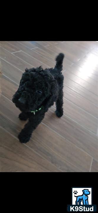 a goldendoodles dog walking on a wooden floor