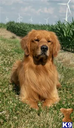 Golden Retriever stud dog