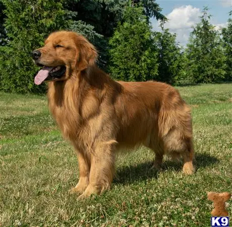 Golden Retriever stud dog