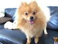 Pomeranian stud dog: Fluffy orange Pomeranian standing on a couch, smiling