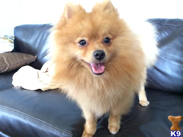 Pomeranian stud dog