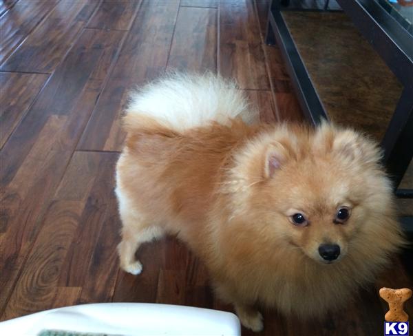 Pomeranian stud dog