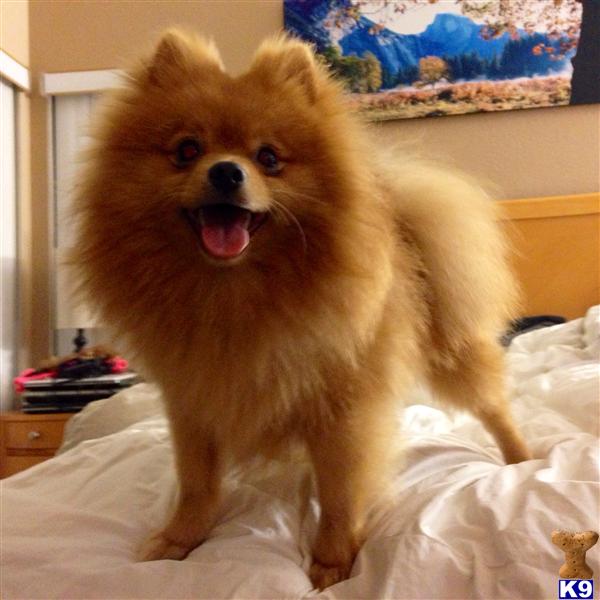 Pomeranian stud dog