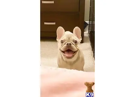 French Bulldog