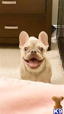 French Bulldog stud dog