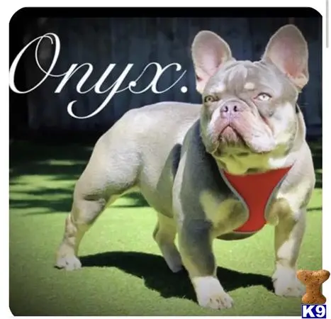 French Bulldog stud dog