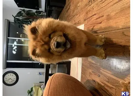 a chow chow dog lying on a table