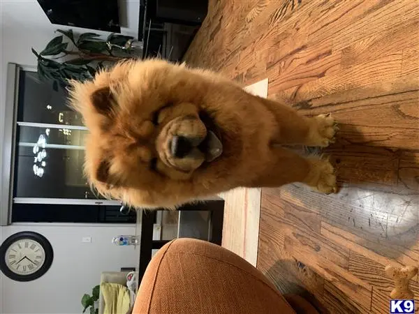 Chow Chow