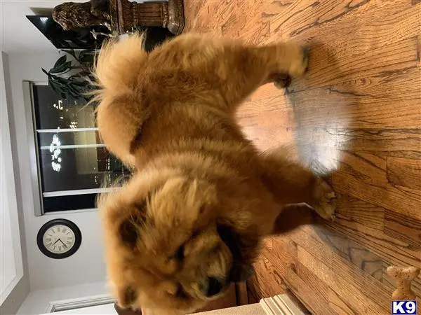 Chow Chow stud dog