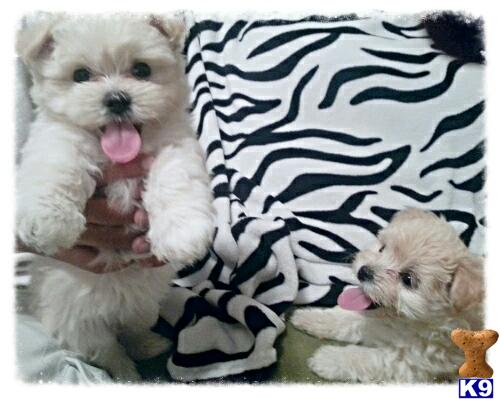 maltese puppy posted by simeya