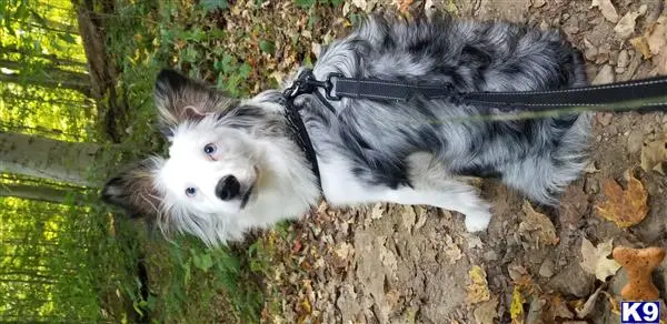 Miniature Australian Shepherd stud dog